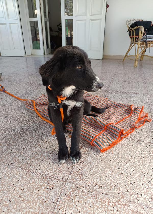 Ingrid cucciola mix Border 5 mesi Foto 3